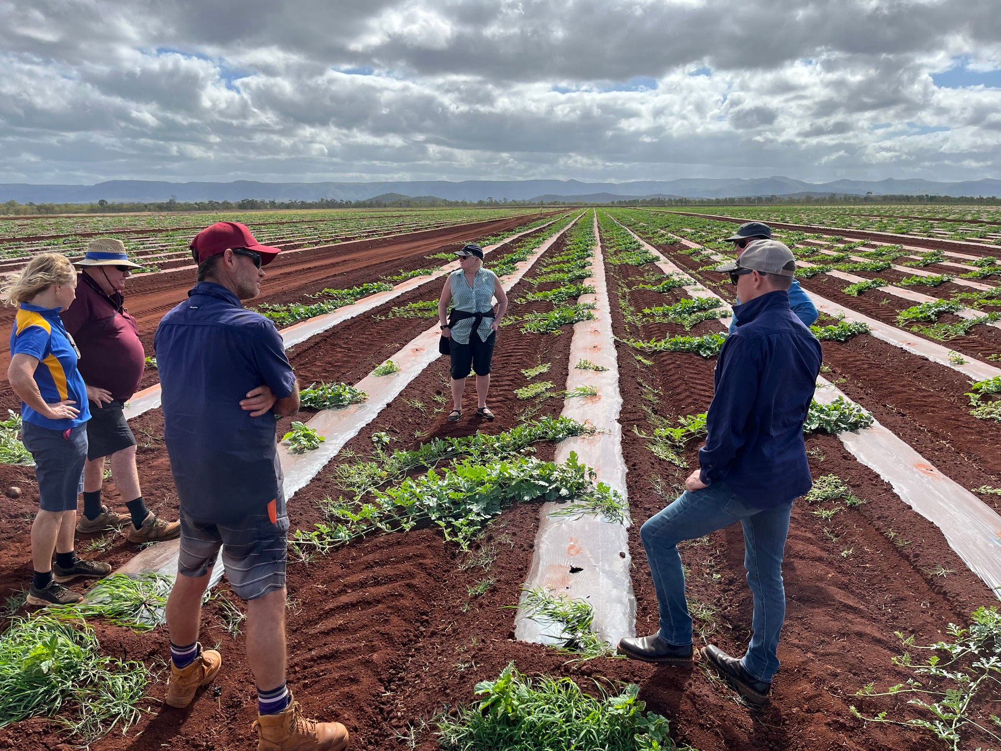 The Melon Industry